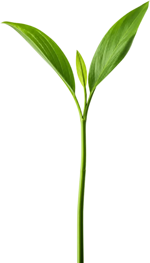 Bilan Humique Simplifié